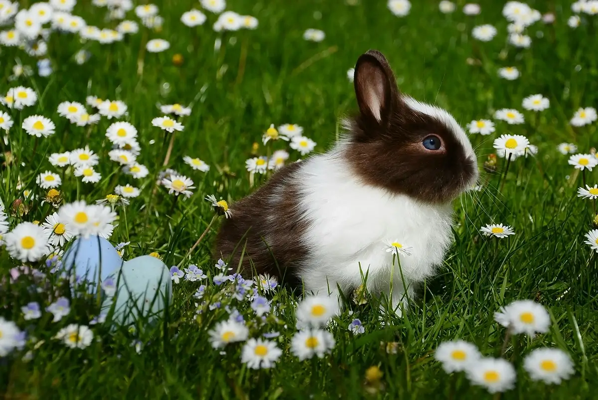 Small rabbit in a grassy meadow with flowers