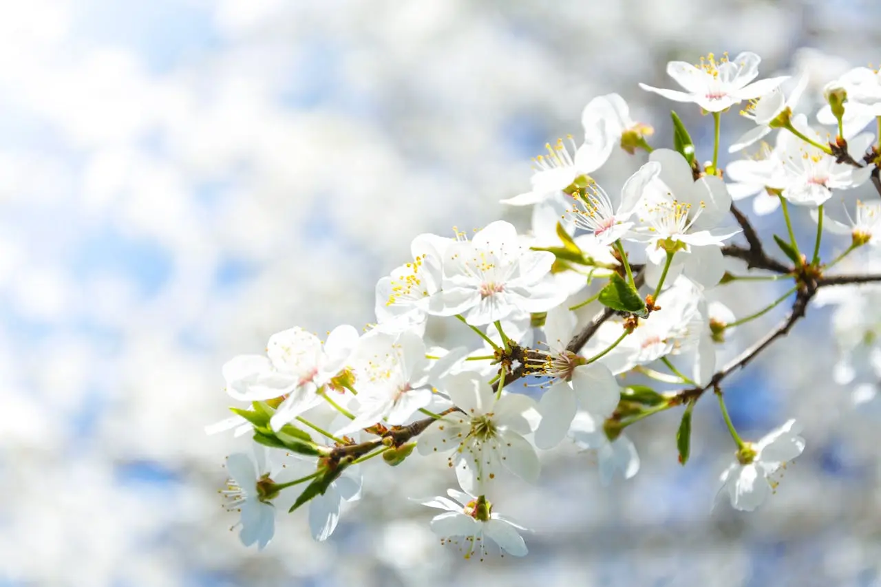 White blossoms on branches against a bright sky