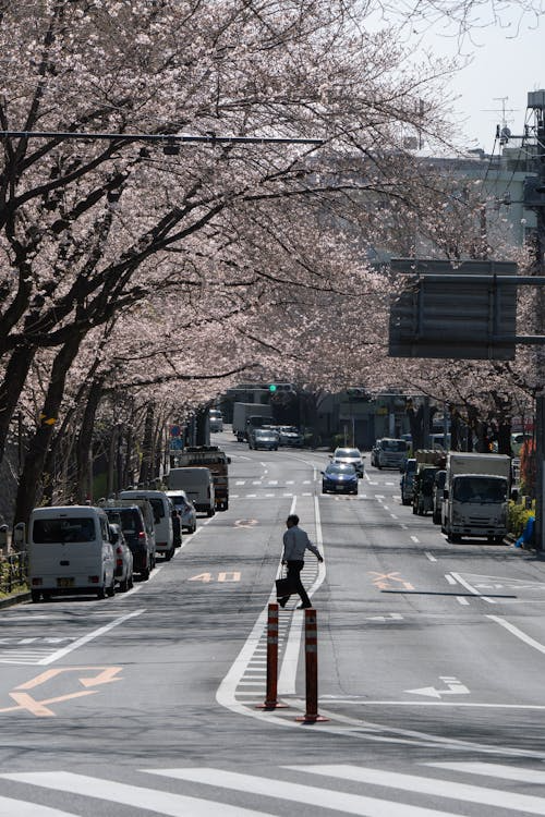 Road lined with cherry blossom trees and vehicles