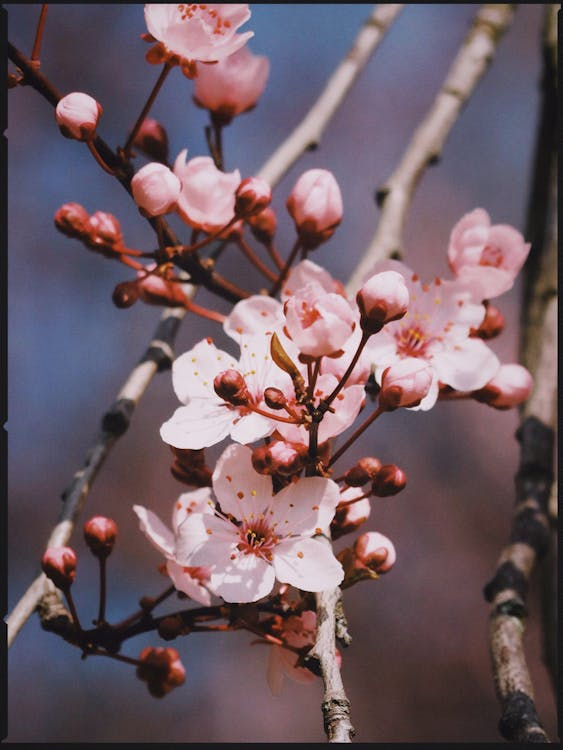 Pink blossom flowers on thin branches
