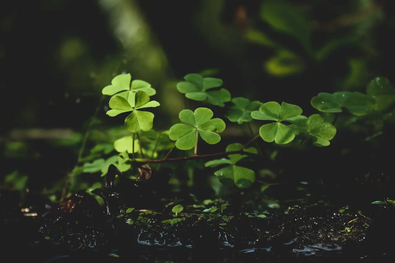 Clover leaves in a dark green forest scene
